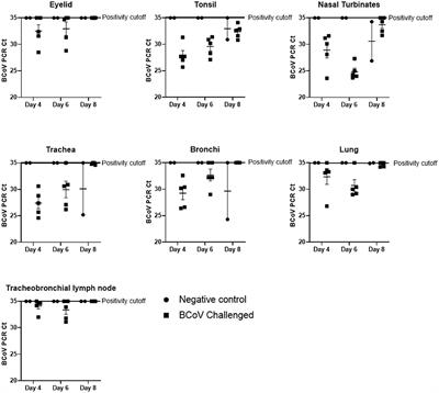 Bovine Coronavirus Infects the Respiratory Tract of Cattle Challenged Intranasally